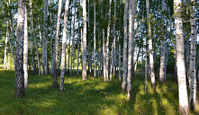 «С юбилеем, Ишимский район!» 