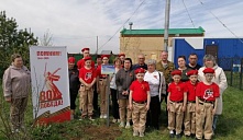 Акция «Папина березка»